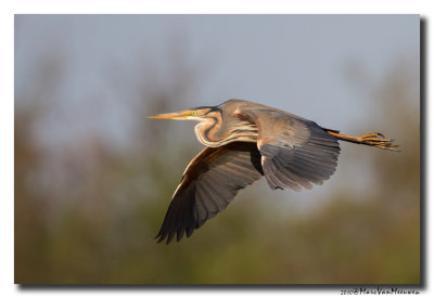 Purperreiger - Purple Heron 20100423