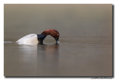 Tafeleend - Pochard 2015