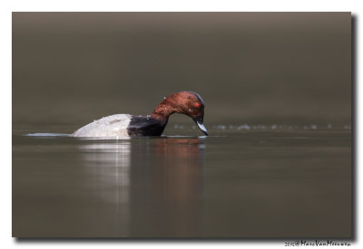 Tafeleend - Pochard 2015