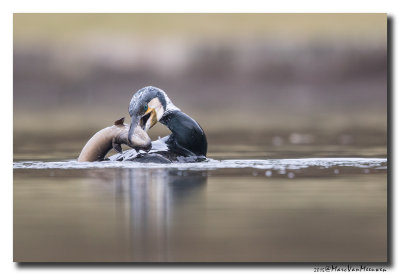 Aalscholver - Great Cormorant 2015