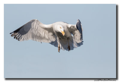 Zilvermeeuw - Herring Gull 2015