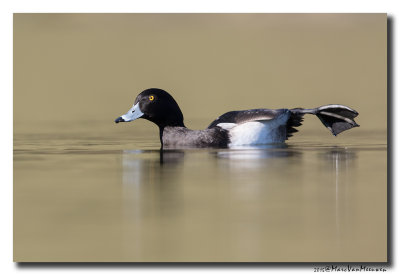 Kuifeend - Tufted Duck 2015