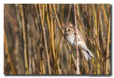 Rietgors - Reed Bunting