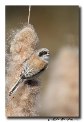 Buidelmees - Penduline Tit 20150313