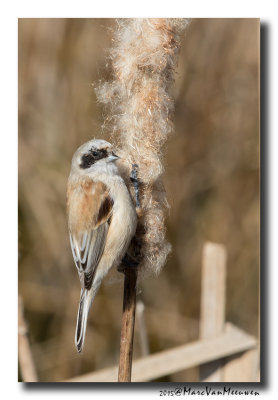 Buidelmees - Penduline Tit 20150313