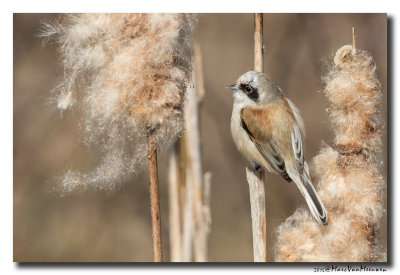 Buidelmees - Penduline Tit 20150313