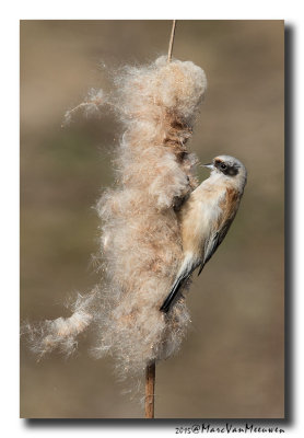 Buidelmees - Penduline Tit 20150313