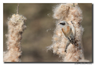 Buidelmees - Penduline Tit 20150313