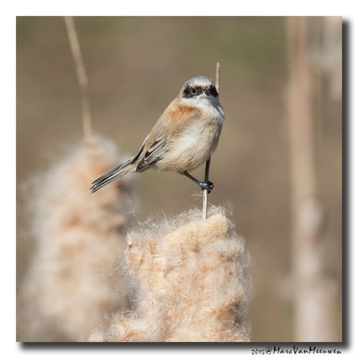 Buidelmees - Penduline Tit 20150313