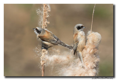 Buidelmees - Penduline Tit 20150313