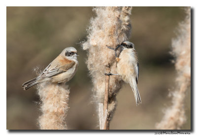 Buidelmees - Penduline Tit 
