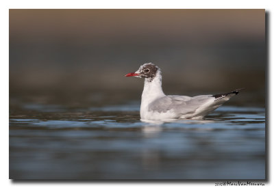 Kokmeeuw - Black-headed Gull 20150312