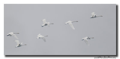 Kleine Zwaan - Tundra Swan 20150320