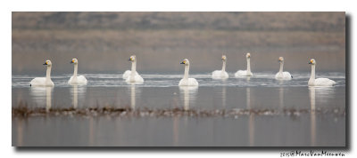 Kleine Zwaan - Tundra Swan 20150320