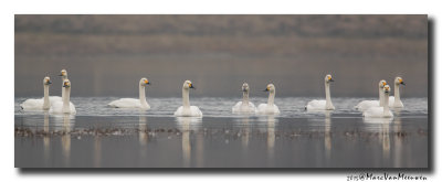 Kleine Zwaan - Tundra Swan 20150320