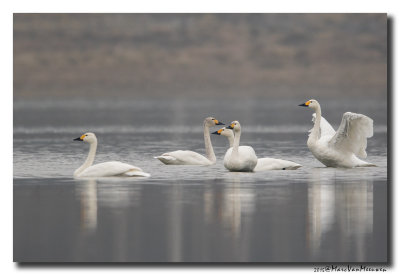 Kleine Zwaan - Tundra Swan 20150320