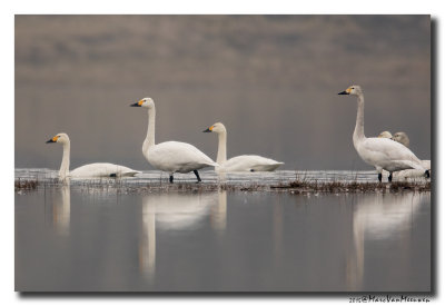 Kleine Zwaan - Tundra Swan 20150320