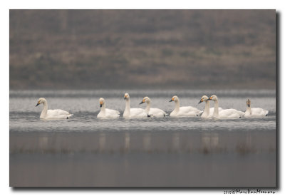 Kleine Zwaan - Tundra Swan 20150320