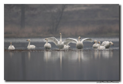 Kleine Zwaan - Tundra Swan 20150320
