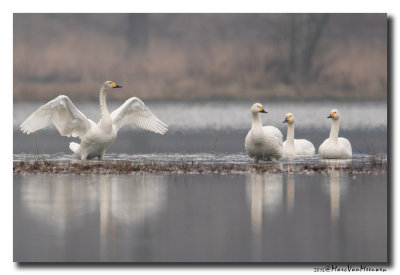 Kleine Zwaan - Tundra Swan 20150320