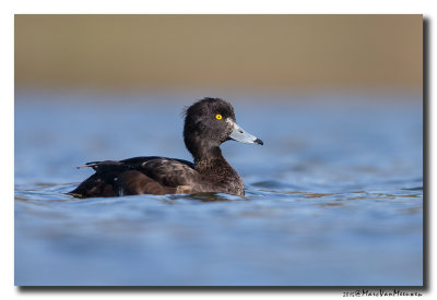 Kuifeend - Tufted Duck 