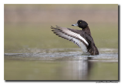 Kuifeend - Tufted Duck 2015