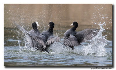 Meerkoet - Coot 2015