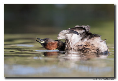 Dodaars - Little Grebe 20150327
