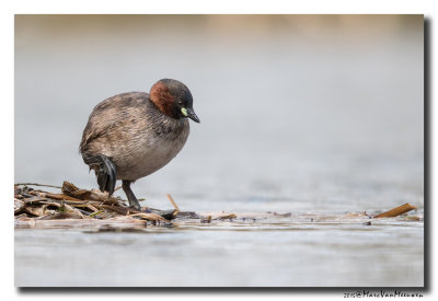 Dodaars - Little Grebe 20150327