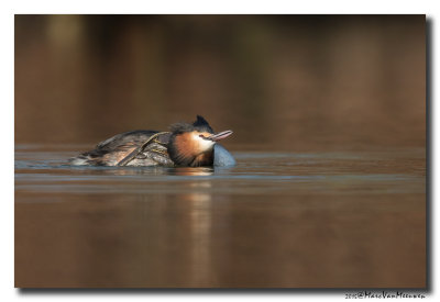 Fuut - Great Crested Grebe 20150317