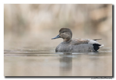 Krakeend - Gadwall 2015