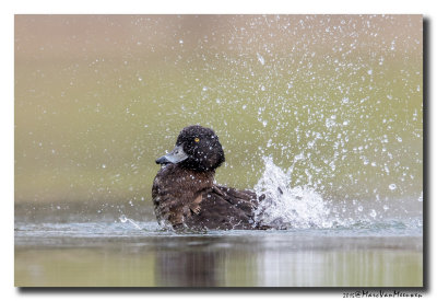 Kuifeend - Tufted Duck 2015