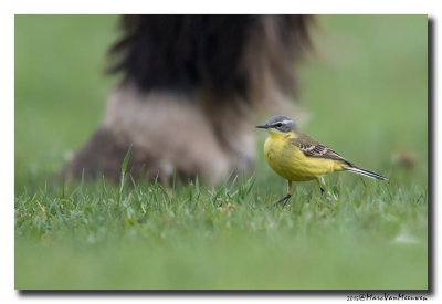 Gele Kwikstaart - Yellow Wagtail 20150416