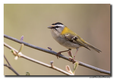 Vuurgoudhaan - Firecrest 20150410