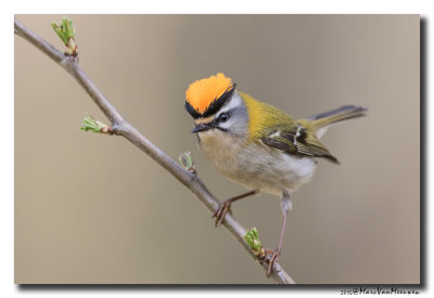 Vuurgoudhaan - Firecrest 20150410