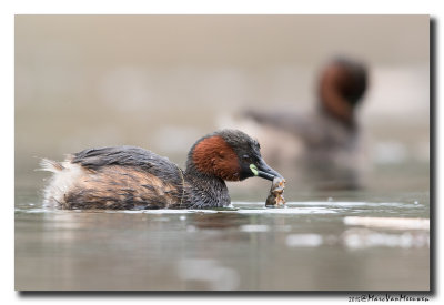Dodaars - Little Grebe 20150403
