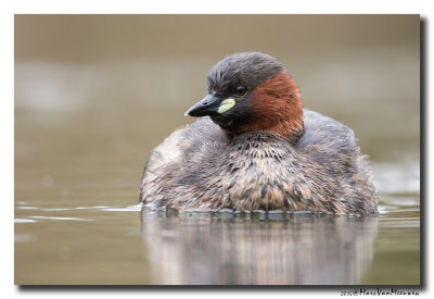 Dodaars - Little Grebe 20150403