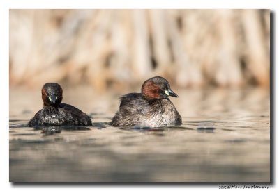 Dodaars - Little Grebe 20150327