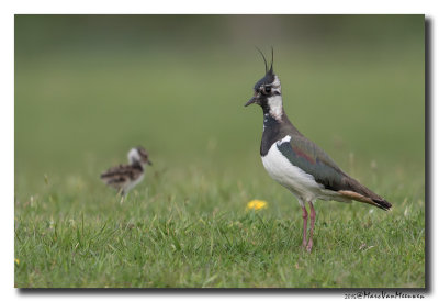Kievit - Northern Lapwing 2015