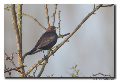 Beflijster - Ring Ouzel 20150412