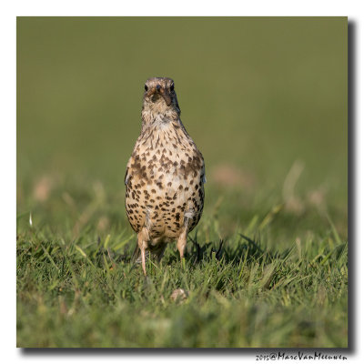 Grote Lijster - Mistle Thrush 20150422