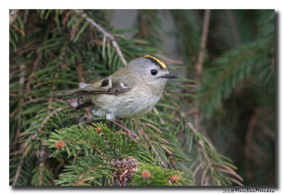 Goudhaan - Goldcrest 20150422