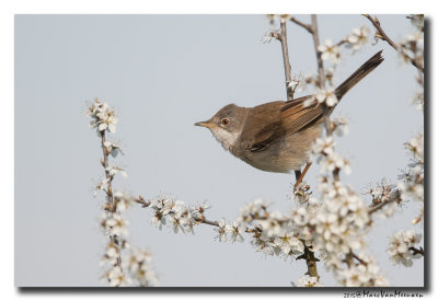 Grasmus - Whitethroat 20150420