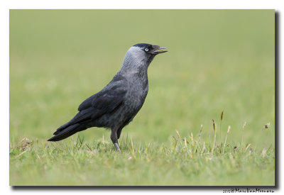 Kauw - Western Jackdaw 2015