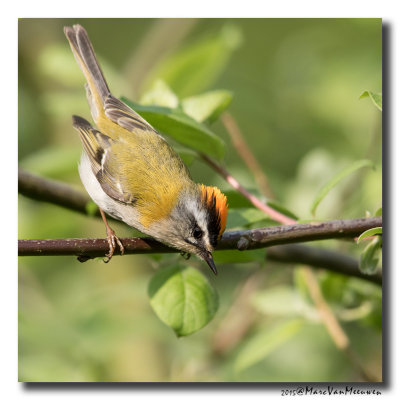 Vuurgoudhaan - Firecrest 20150502