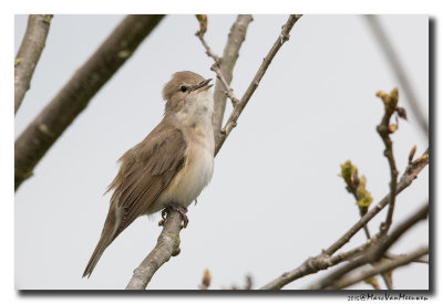 Tuinfluiter - Garden Warbler 20150504
