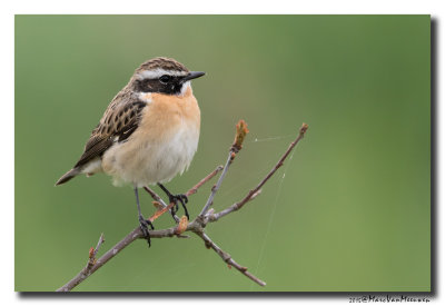 Paapje - Whinchat 20150427