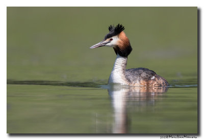 Fuut - Great Crested Grebe 20150421