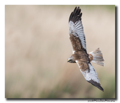 Bruine Kiekendief - Western Marsh Harrier 2015