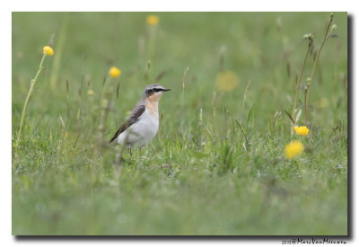 Tapuit - Northern Wheatear 20150504